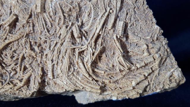 Pentacrinites aff. scalaris (GOLDFUSS 1831) - Bild &copy; FossNet FossilienStore